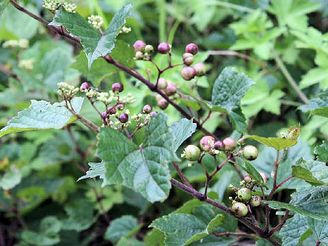 Ampelopsis brevipedunculata var. heterophylla