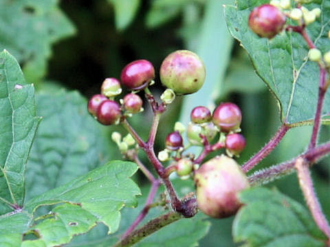 Ampelopsis brevipedunculata var. heterophylla