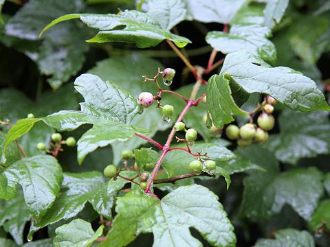 Ampelopsis brevipedunculata var. heterophylla