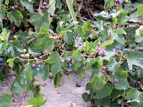 Ampelopsis brevipedunculata var. heterophylla