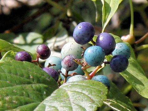 Ampelopsis brevipedunculata var. heterophylla