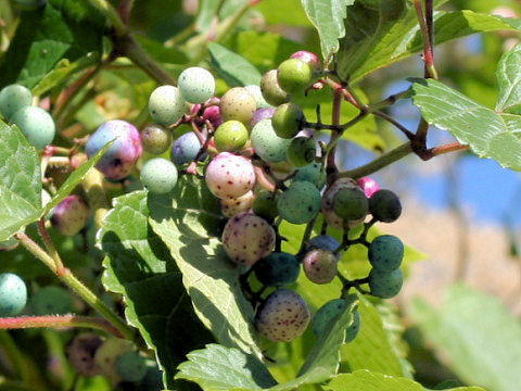 Ampelopsis brevipedunculata var. heterophylla