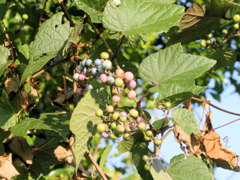 Ampelopsis brevipedunculata var. heterophylla