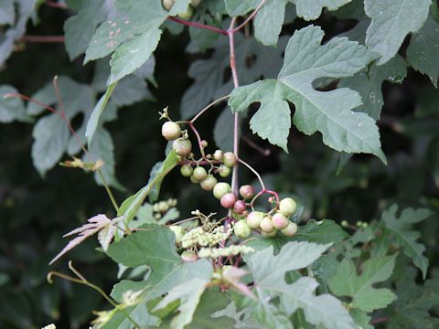 Ampelopsis brevipedunculata var. heterophylla