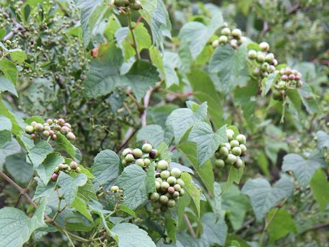 Ampelopsis brevipedunculata var. heterophylla