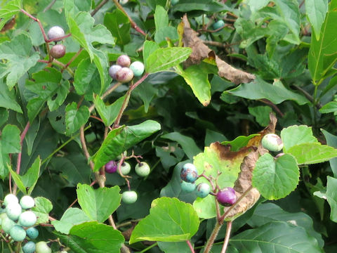 Ampelopsis brevipedunculata var. heterophylla