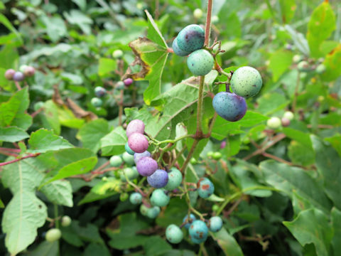 Ampelopsis brevipedunculata var. heterophylla