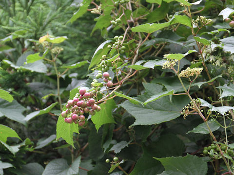 Ampelopsis brevipedunculata var. heterophylla