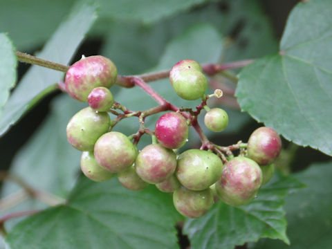 Ampelopsis brevipedunculata var. heterophylla