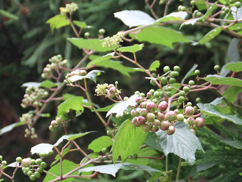 Ampelopsis brevipedunculata var. heterophylla