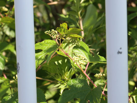 Ampelopsis brevipedunculata var. heterophylla