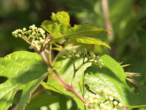 Ampelopsis brevipedunculata var. heterophylla