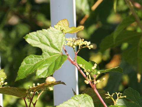 Ampelopsis brevipedunculata var. heterophylla