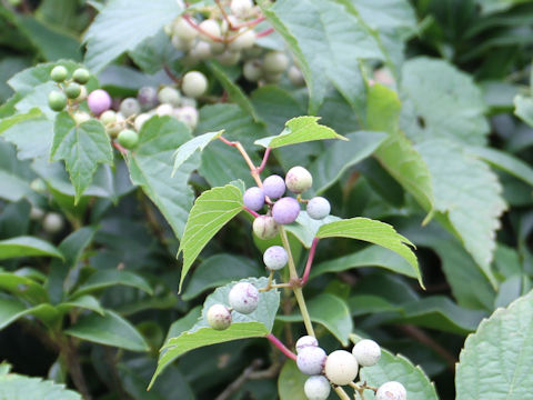 Ampelopsis brevipedunculata var. heterophylla