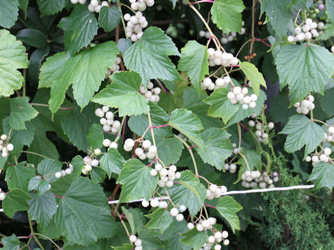 Ampelopsis brevipedunculata var. heterophylla