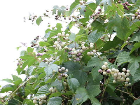 Ampelopsis brevipedunculata var. heterophylla