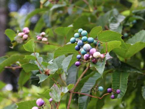 Ampelopsis brevipedunculata var. heterophylla