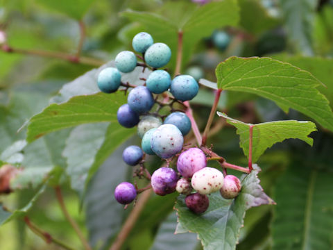 Ampelopsis brevipedunculata var. heterophylla