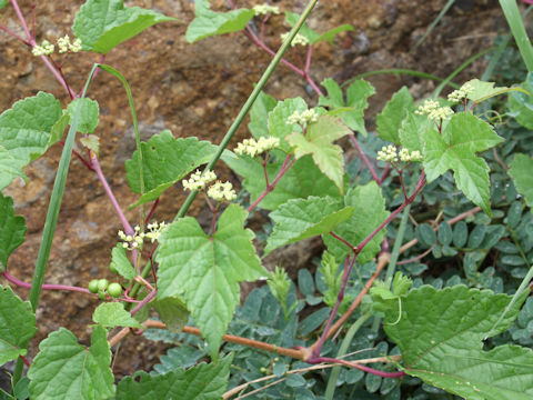 Ampelopsis brevipedunculata var. heterophylla