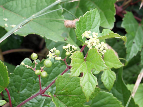 Ampelopsis brevipedunculata var. heterophylla