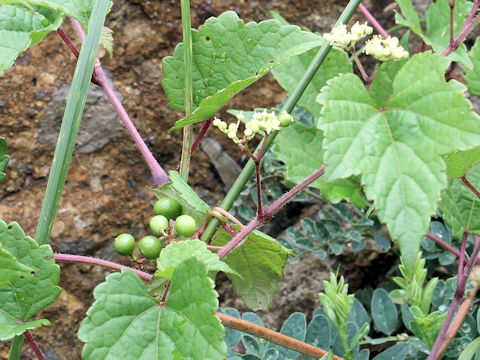 Ampelopsis brevipedunculata var. heterophylla