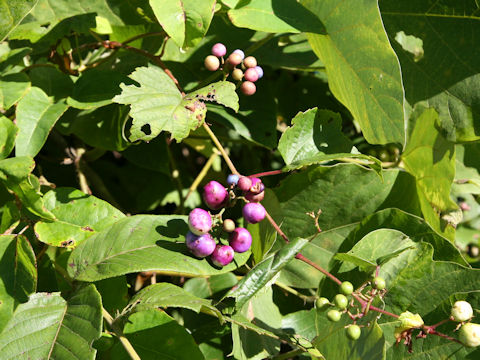 Ampelopsis brevipedunculata var. heterophylla