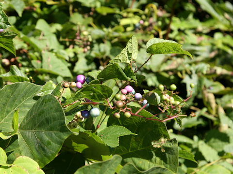 Ampelopsis brevipedunculata var. heterophylla