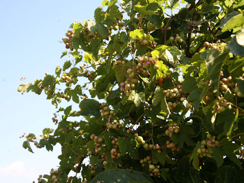 Ampelopsis brevipedunculata var. heterophylla