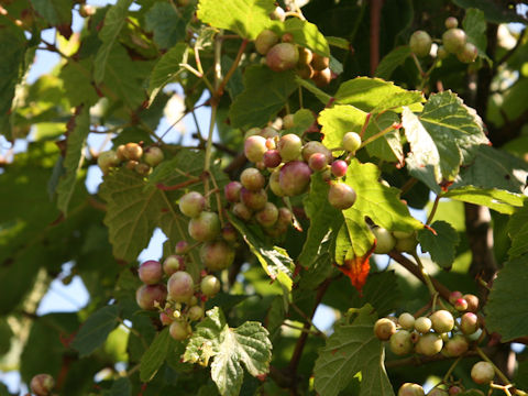 Ampelopsis brevipedunculata var. heterophylla