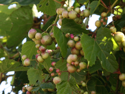 Ampelopsis brevipedunculata var. heterophylla