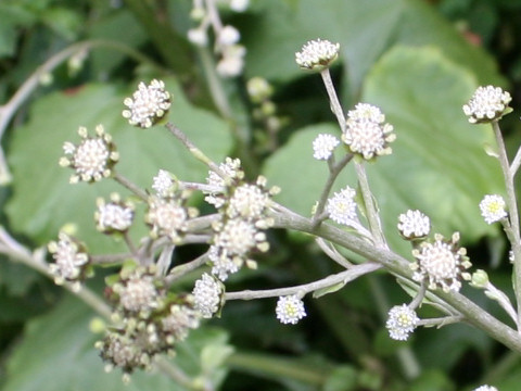 Adenocaulon himalaicum