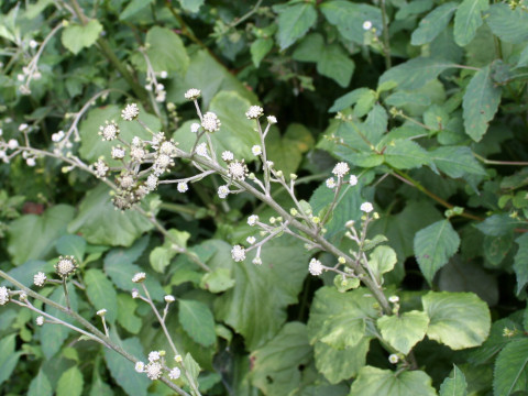 Adenocaulon himalaicum