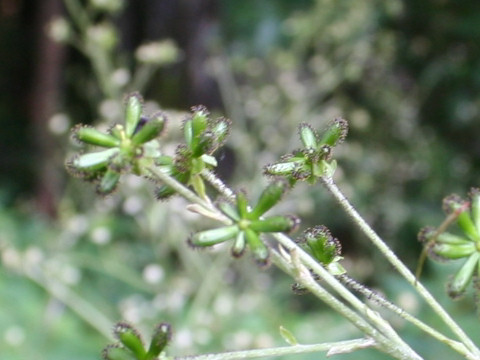 Adenocaulon himalaicum