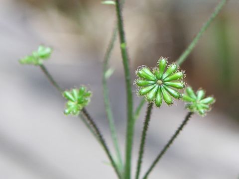 Adenocaulon himalaicum