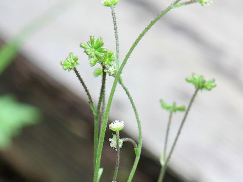 Adenocaulon himalaicum