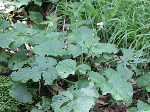 Adenocaulon himalaicum