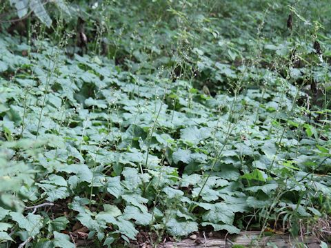 Adenocaulon himalaicum