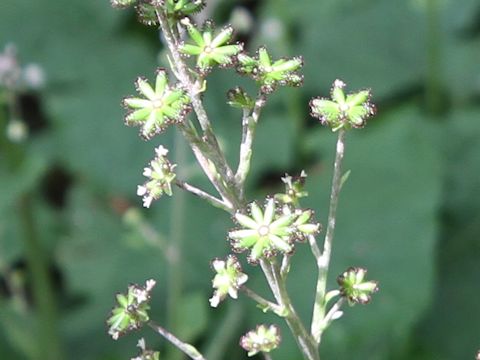 Adenocaulon himalaicum