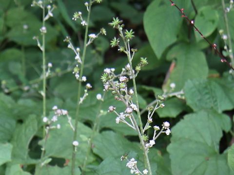 Adenocaulon himalaicum