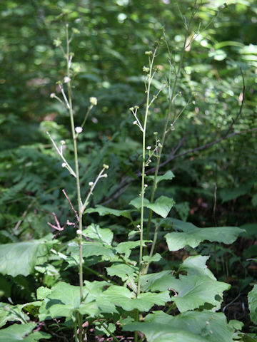 Adenocaulon himalaicum