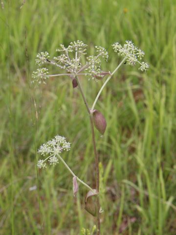 Angelica decursiva