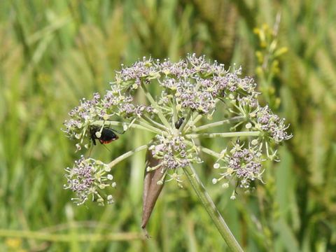 Angelica decursiva