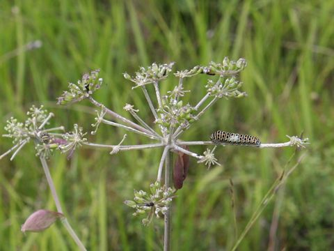 Angelica decursiva