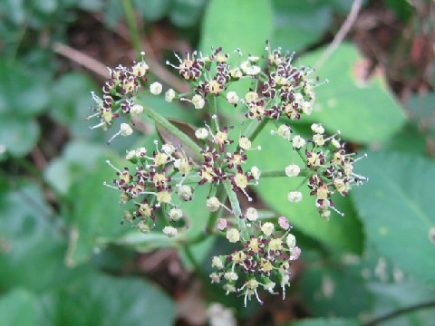 Angelica decursiva