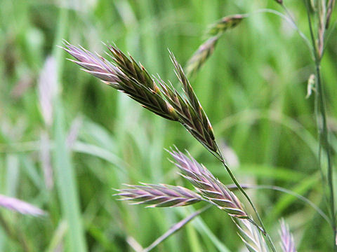 Bromus sitchensis