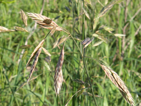 Bromus sitchensis