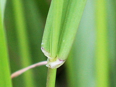 Bromus sitchensis