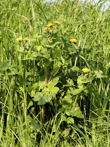 Sonchus oleraceus