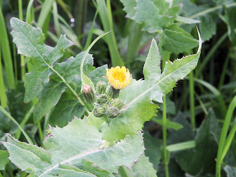 Sonchus oleraceus