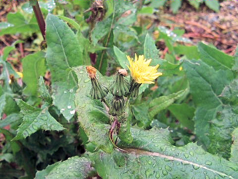 Sonchus oleraceus